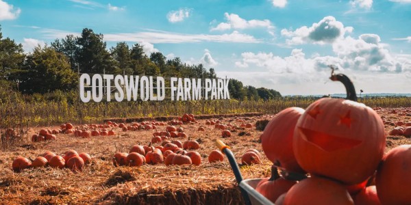 Pumpkin Picking   Pick your own Pumpkins in the Cotswolds!